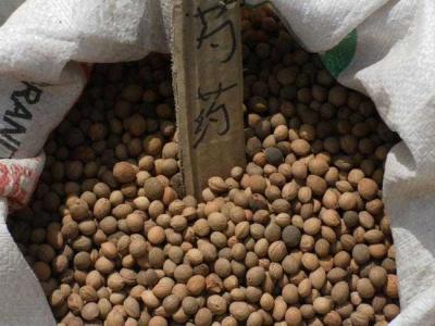 芍藥種子怎么種植？