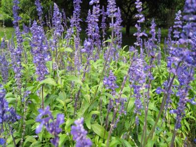 藍(lán)花鼠尾草什么時(shí)候開花，花期多久？