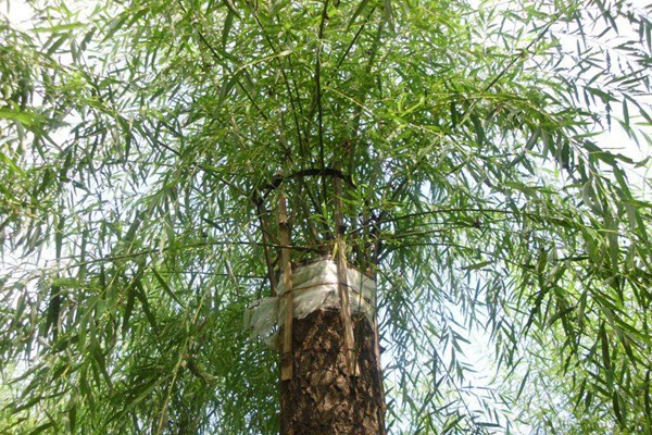 嫁接垂柳相對于原生垂柳有哪些優勢？