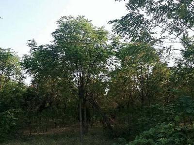 香花槐（紅花刺槐）的花語是什么？