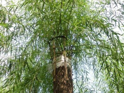 嫁接垂柳相對于原生垂柳有哪些優勢？