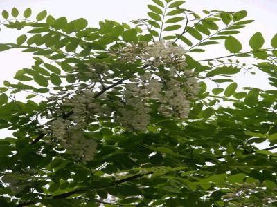金葉榆幼苗的價(jià)格是多少？