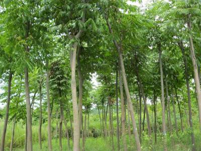 黃山欒樹為什么會(huì)出現(xiàn)滴油的情況？