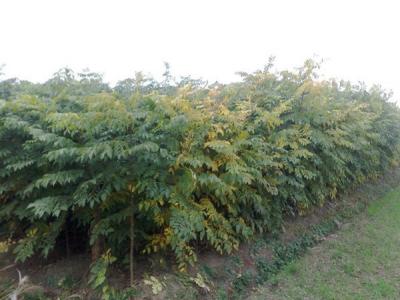 欒樹和黃山欒樹二者有什么區(qū)別？