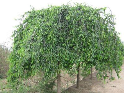 小葉垂榆種植在哪些地區(qū)，有什么特點(diǎn)？