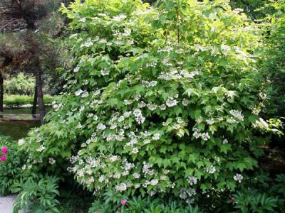 應該如何區(qū)別天目瓊花以及瓊花 ？