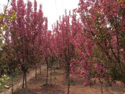 冬紅果海棠的種植需要注意些什么 ？
