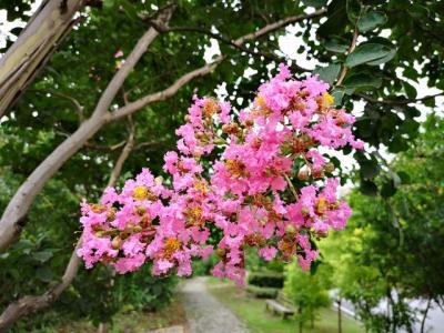 常見的紫薇全身都是寶，這些藥用價(jià)值你知道嗎 ？