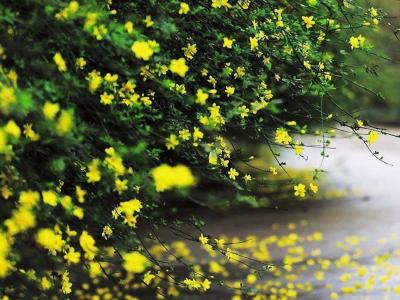 迎春花和連翹花有什么區別？