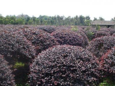 紅花檵木價(jià)格，紅花檵木價(jià)格是多少