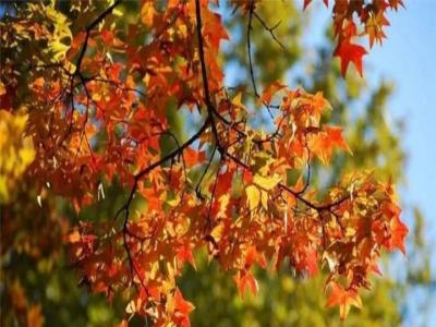 中國(guó)紅楓和美國(guó)紅楓樹哪個(gè)好