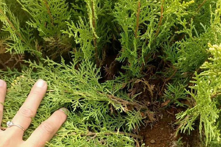 灑金柏 灑金柏
