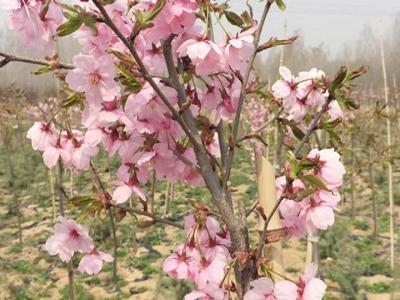 櫻花樹苗多少年才能長(zhǎng)成大樹？