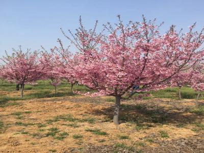 櫻花樹苗幾年才能開花？花期在什么時(shí)候？