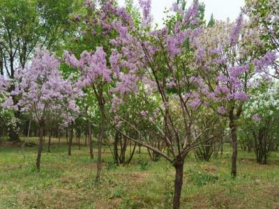 紫丁香樹(shù)苗哪里買