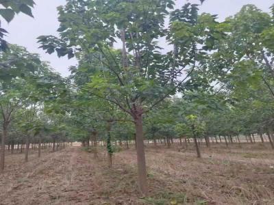 楸樹抗逆境養(yǎng)護(hù)策略_苗木價格行情免費(fèi)報(bào)價